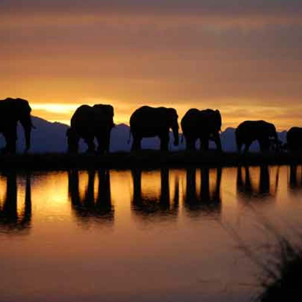 Motorradreisen Sudafrika Wetland Park Vögeln Wildtieren